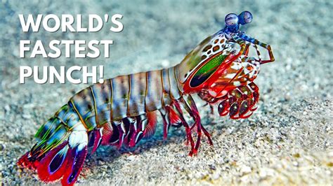 Contact information for splutomiersk.pl - Scientists built a tiny robot to mimic the mantis shrimp’s powerful and fast strike, using a geometric latch design that stores and releases energy with one input …